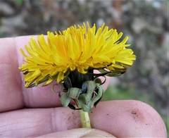 Taraxacum quadrans