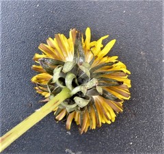 Taraxacum quadrans