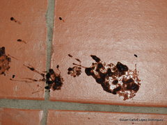 Aulacorhynchus prasinus