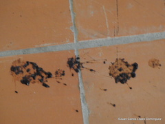 Aulacorhynchus prasinus