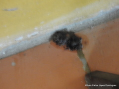 Aulacorhynchus prasinus