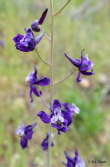 Delphinium hesperium