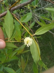 Cephalanthus glabratus