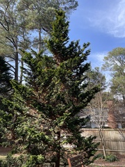 Chamaecyparis obtusa