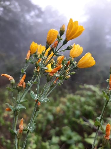 Blackstonia grandiflora image