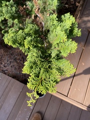Chamaecyparis obtusa
