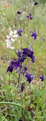 Delphinium hesperium