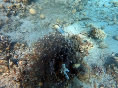 Dascyllus marginatus