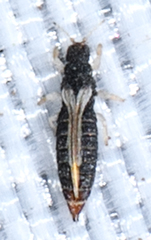 Heliothrips haemorrhoidalis