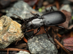 Pterostichus lama