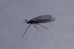 Micromyinae
