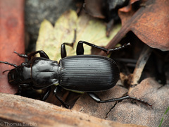 Pterostichus lama