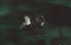 Gibbaranea bituberculata