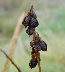 Melilotus altissimus