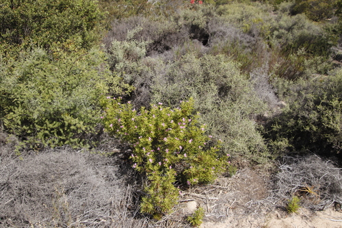 Image of Myrovernix intricata by (c) Tony Rebelo, some rights reserved (CC BY-SA)