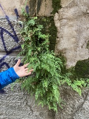 Adiantum capillus-veneris