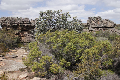 Image of Phylica oleifolia by (c) Tony Rebelo, some rights reserved (CC BY-SA)
