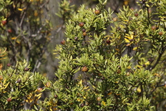 Phylica oleifolia