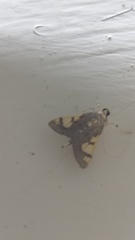 Rehimena