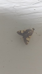Rehimena