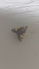 Rehimena