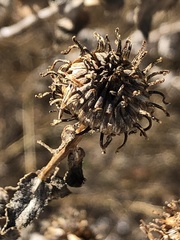 Grindelia adenodonta