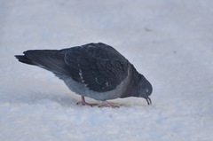 Columba livia domestica