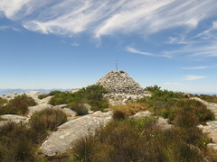 Cliffortia tridentata