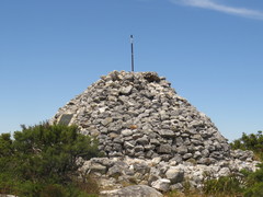 Cliffortia tridentata