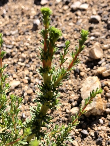 chamise (Adenostoma fasciculatum)