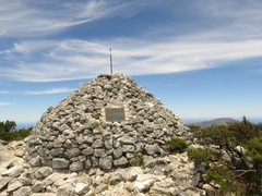 Cliffortia tridentata