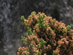 Erica diosmifolia