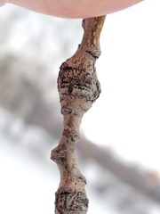 Euhexomyza schineri