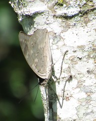 Archaeoprepona demophoon