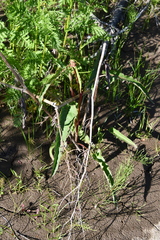 Rumex aquaticus protractus