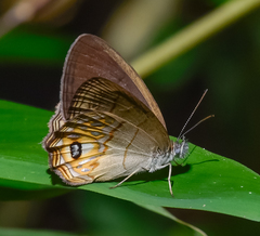 Splendeuptychia pagyris