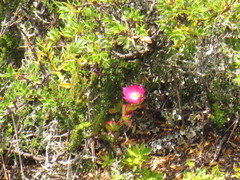 Erepsia forficata