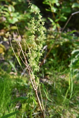 Rumex aquaticus protractus