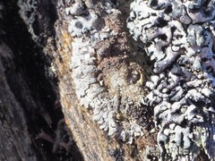 Parmeliopsis ambigua