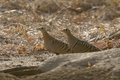 Pterocles quadricinctus