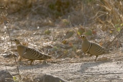 Pterocles quadricinctus