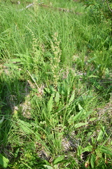 Rumex aquaticus protractus