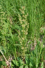 Rumex aquaticus protractus