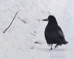 Corvus frugilegus