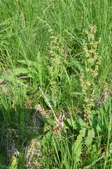 Rumex aquaticus protractus