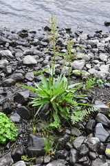 Rumex aquaticus protractus