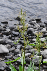 Rumex aquaticus protractus