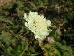 Scabiosa bipinnata