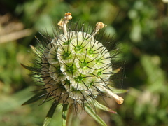 Scabiosa bipinnata