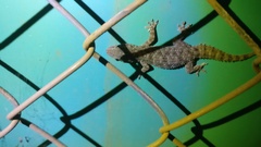 Hemidactylus brookii